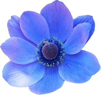 blue flower